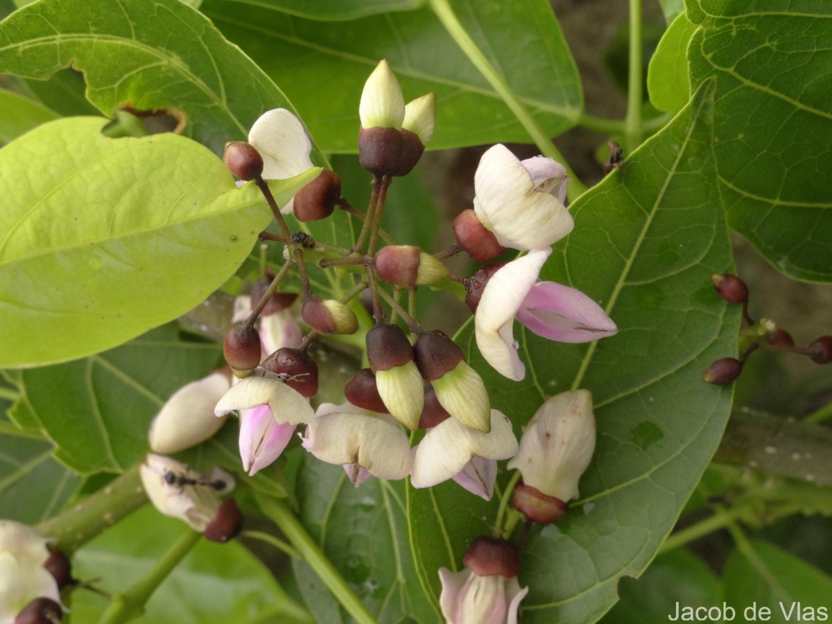 Pongamia pinnata (L.) Pierre